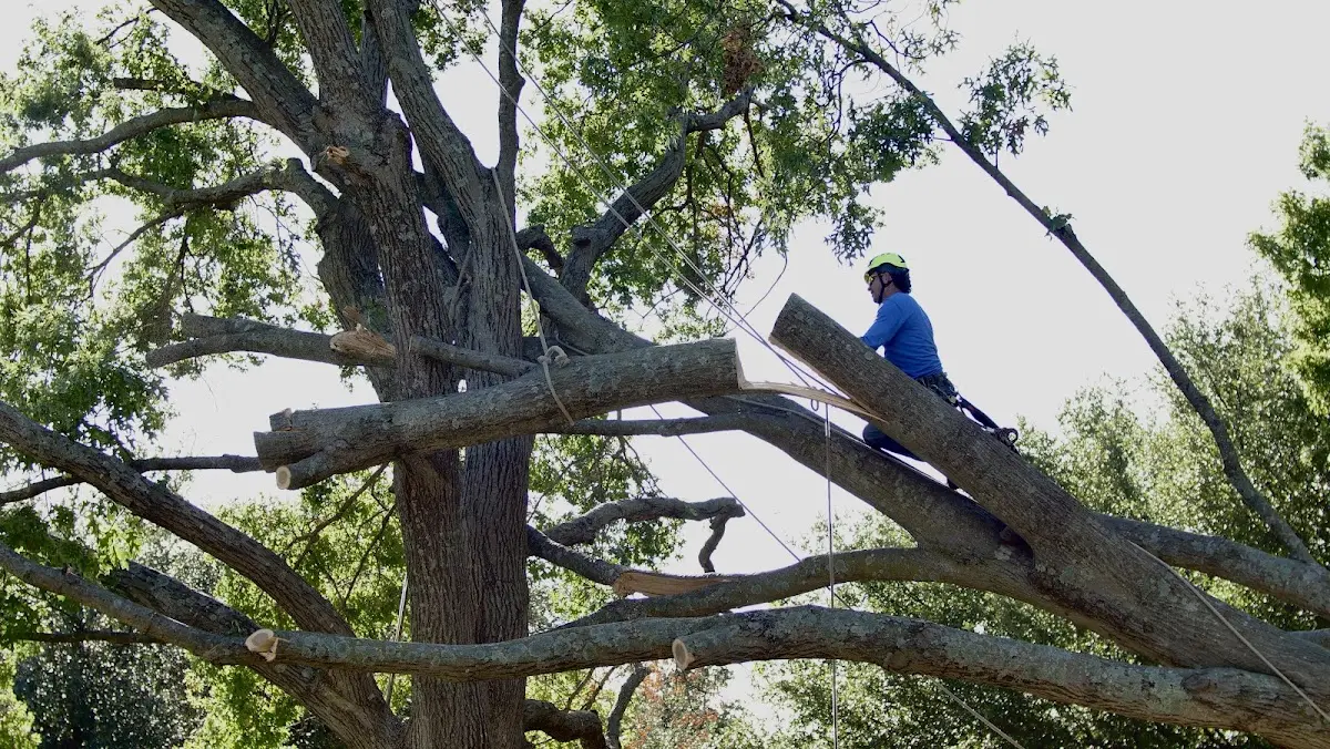 Professional Hazardous Tree Removal performed by certified arborists in Benton