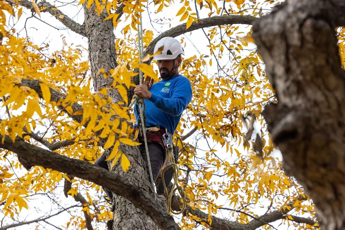 Skilled Tree Transplanting crew working in Benton